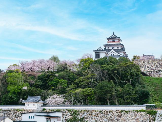 写真：唐津城（桜）