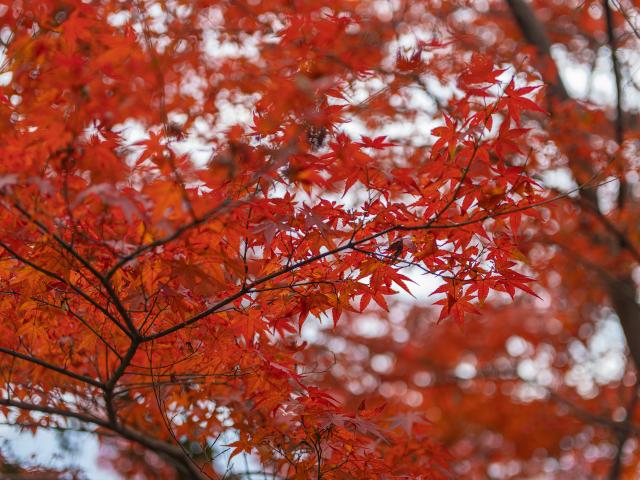 写真：綾部八幡神社