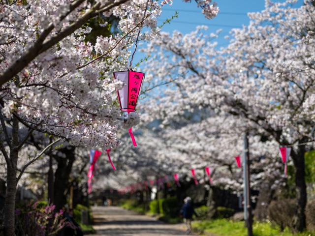 写真：旭ヶ岡公園(桜)