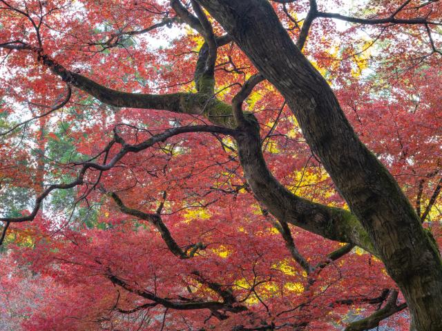 写真：大興善寺