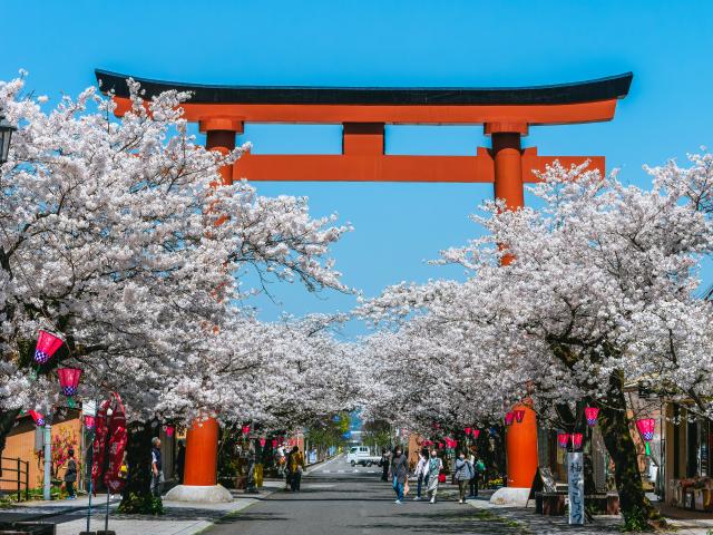 写真：祐徳稲荷神社参道(桜)