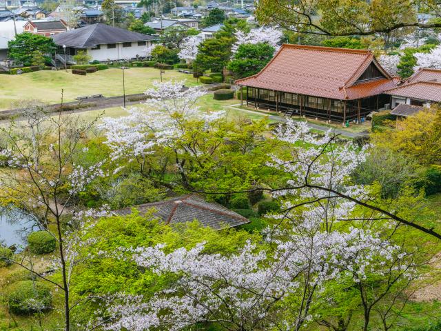 写真：西渓公園(桜)