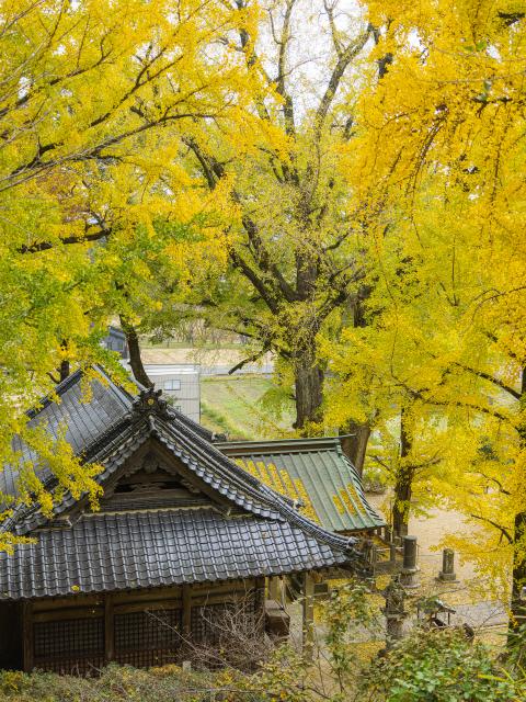 写真：綾部八幡神社