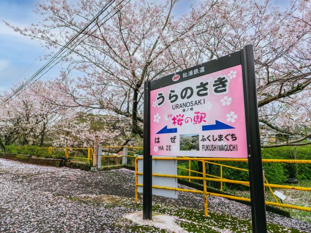 写真：浦ノ崎駅　桜のトンネル