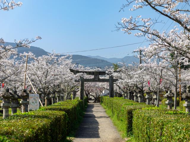 写真：旭ヶ岡公園(桜)