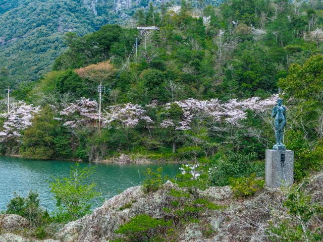 写真：有田ダム（桜）