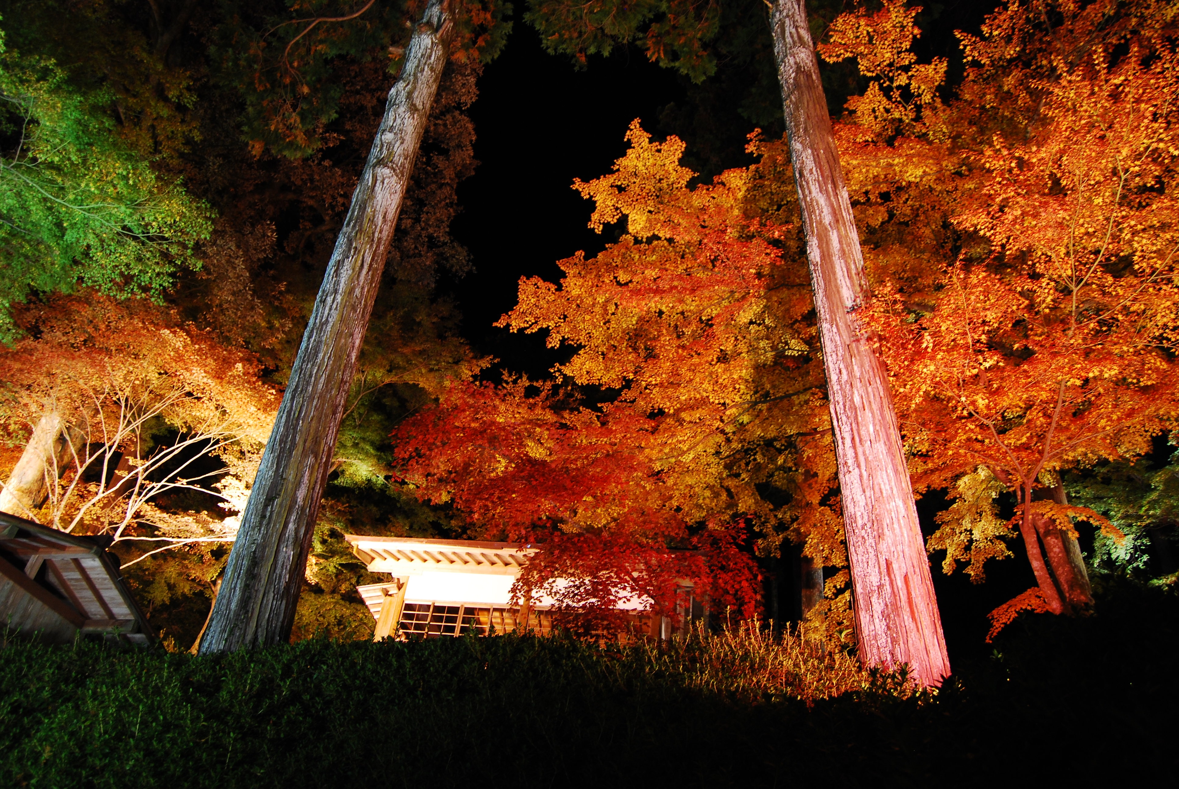 画像:大興善寺の紅葉の写真