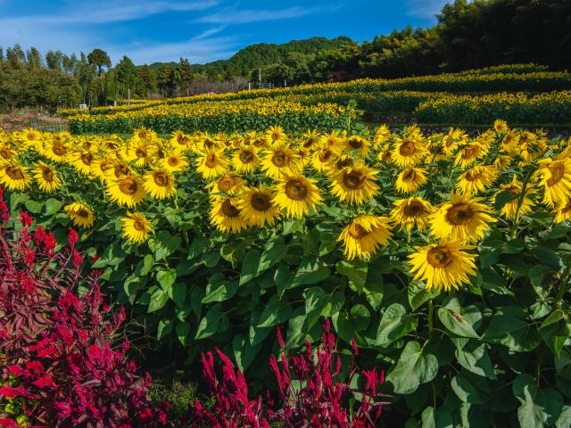 写真：山田ひまわり園