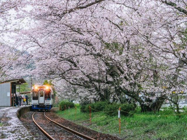 写真：浦ノ崎駅　桜のトンネル