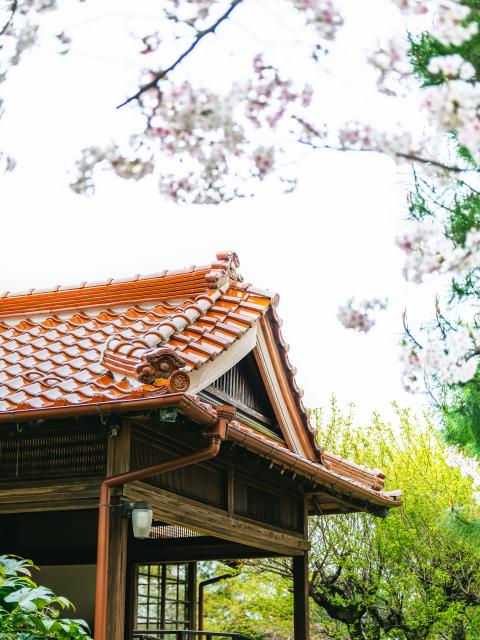 写真：西渓公園(桜)