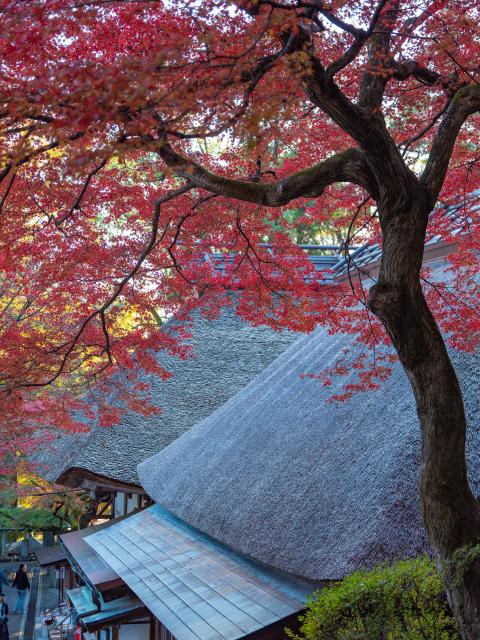 写真：大興善寺