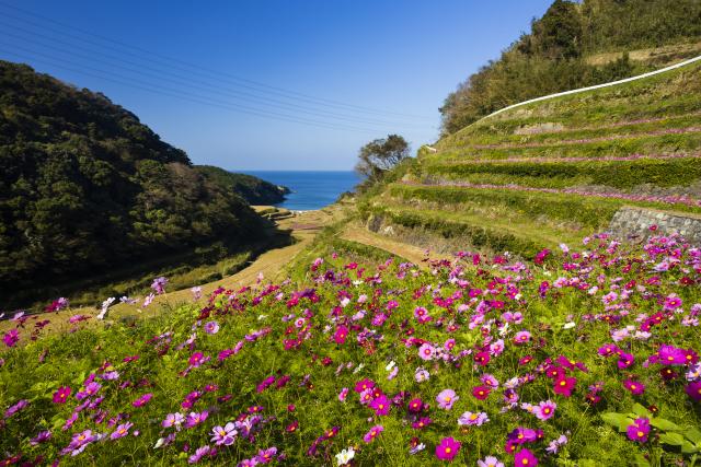 画像:浜野浦の棚田の写真