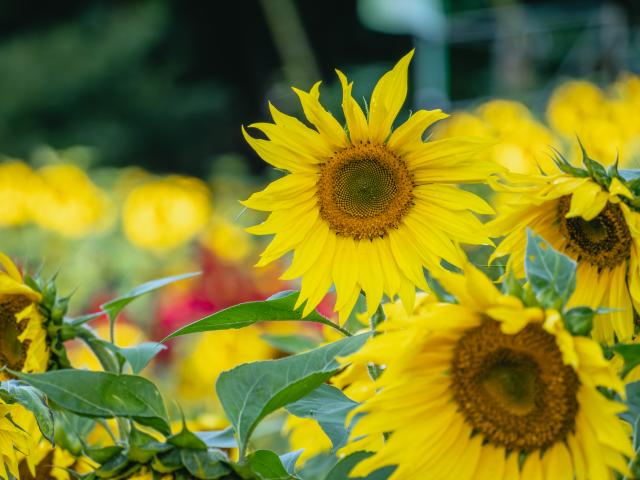 写真：山田ひまわり園