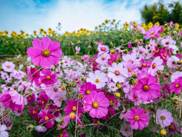 写真：山田ひまわり園