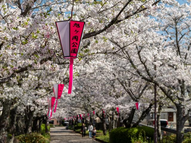 写真：旭ヶ岡公園(桜)