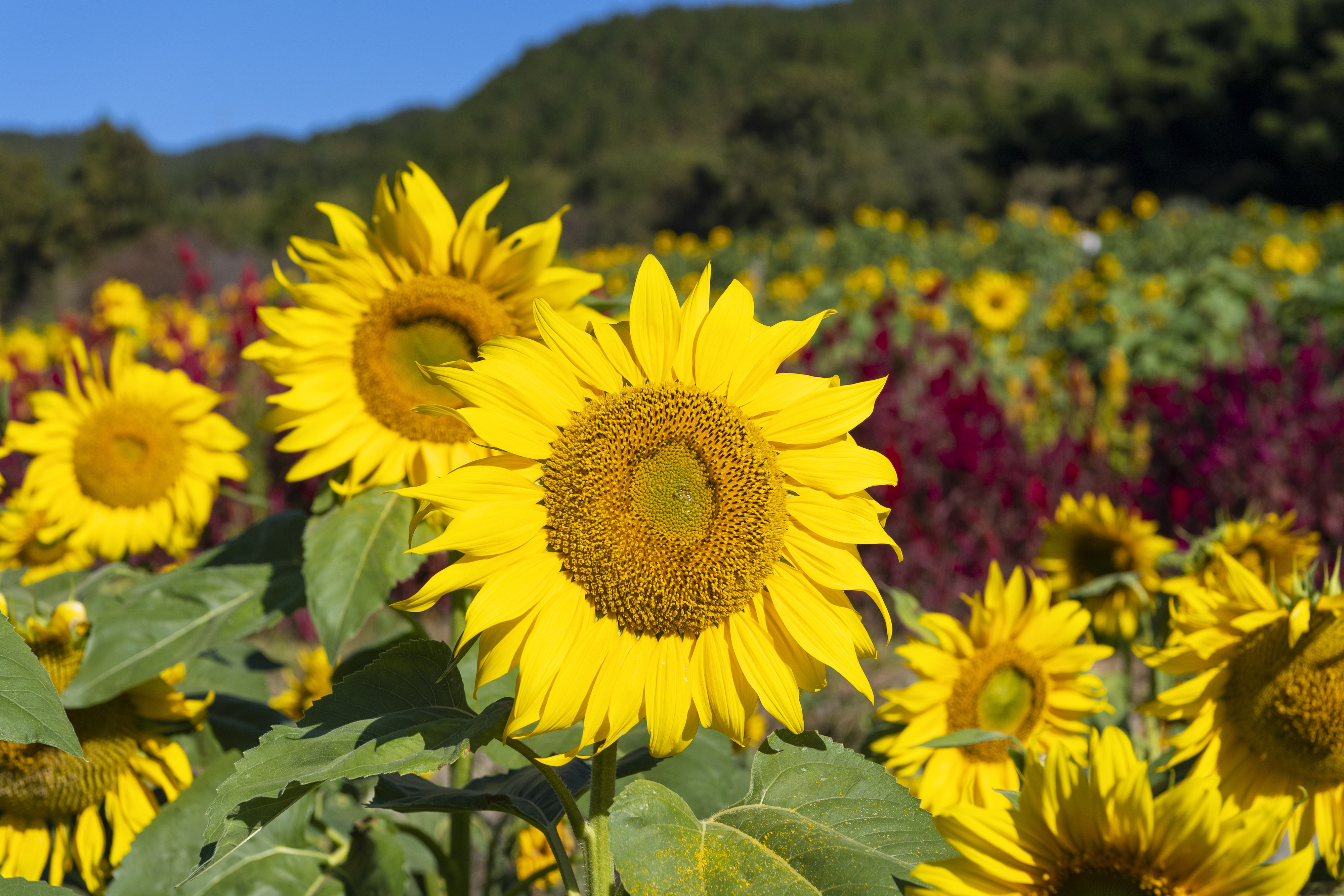 画像:山田ひまわり園の写真