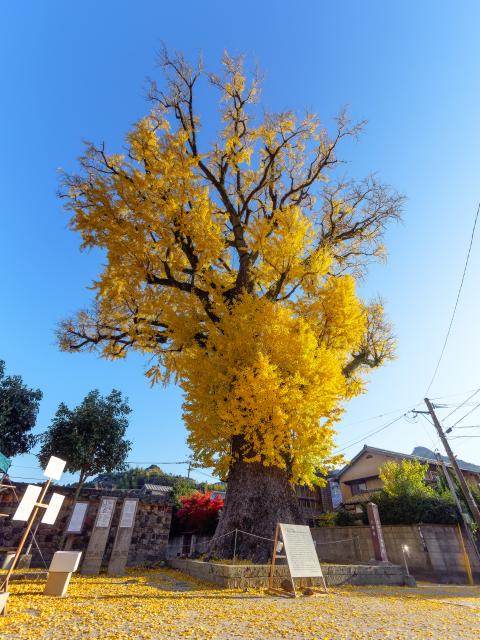 写真：有田の大公孫樹