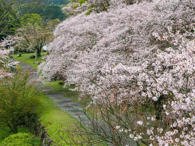 写真：名護屋城跡（桜）