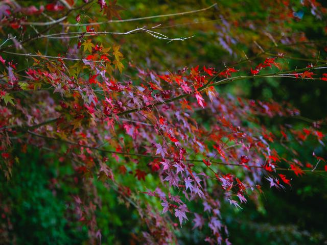 写真：大山祇神社