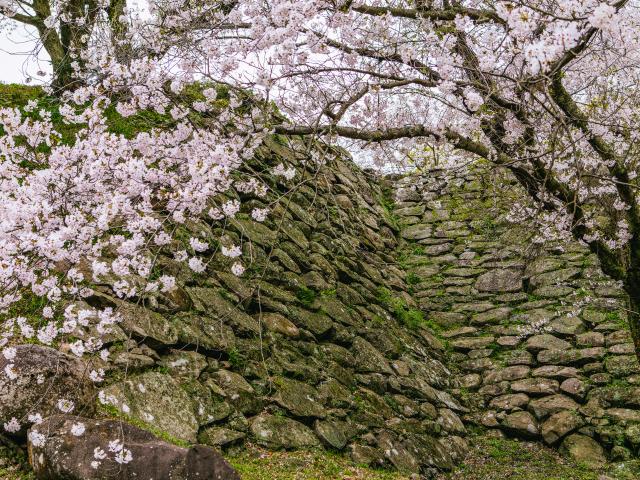 写真：名護屋城跡（桜）