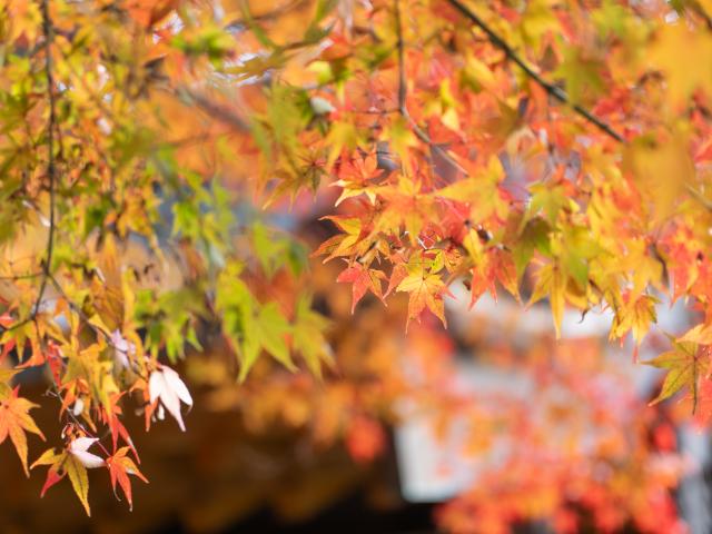 写真：大興善寺