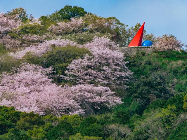 写真：村制施行100周年記念塔の桜（千本桜）