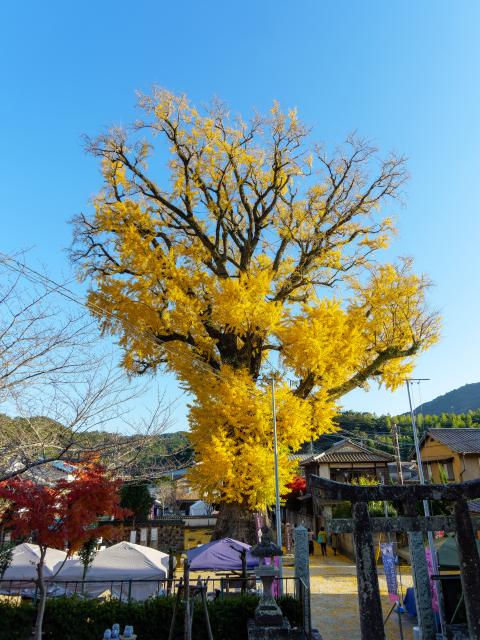 写真：有田の大公孫樹