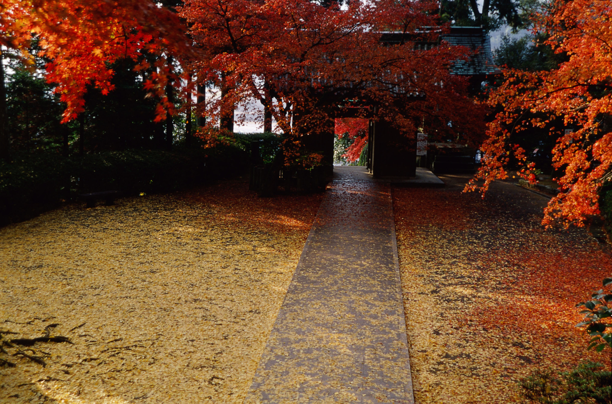 画像:大興善寺の紅葉の写真