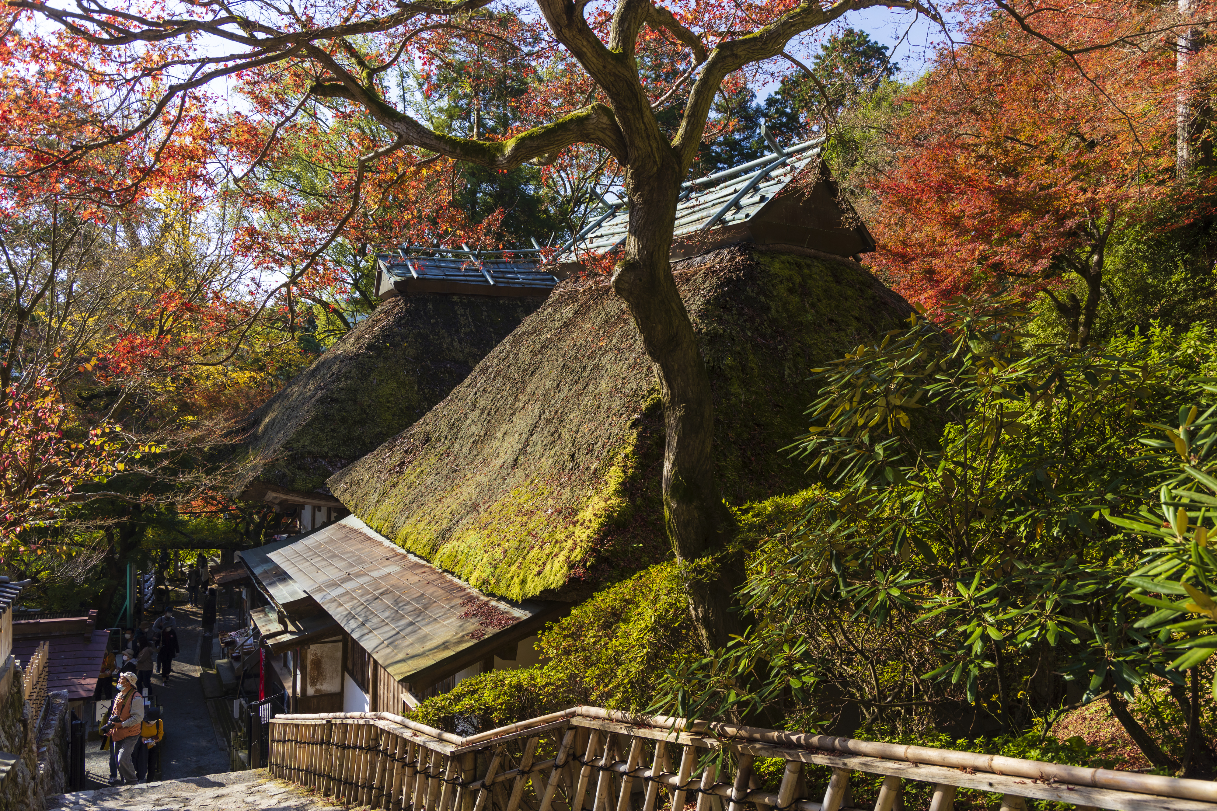 画像:大興善寺の写真