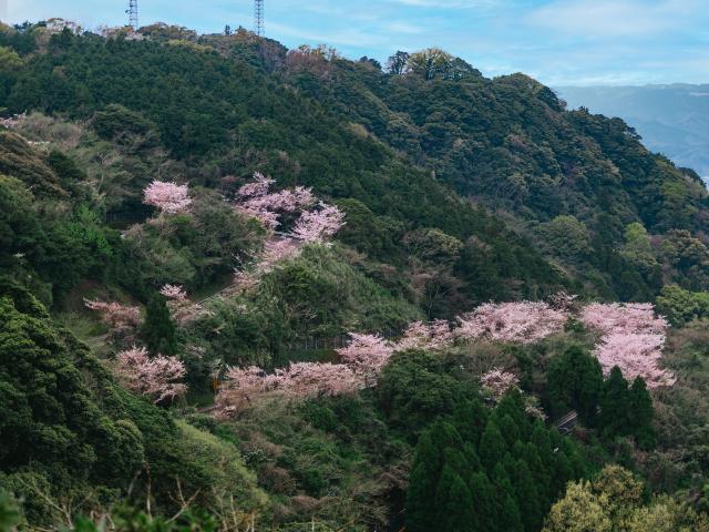 写真：鏡山（桜）