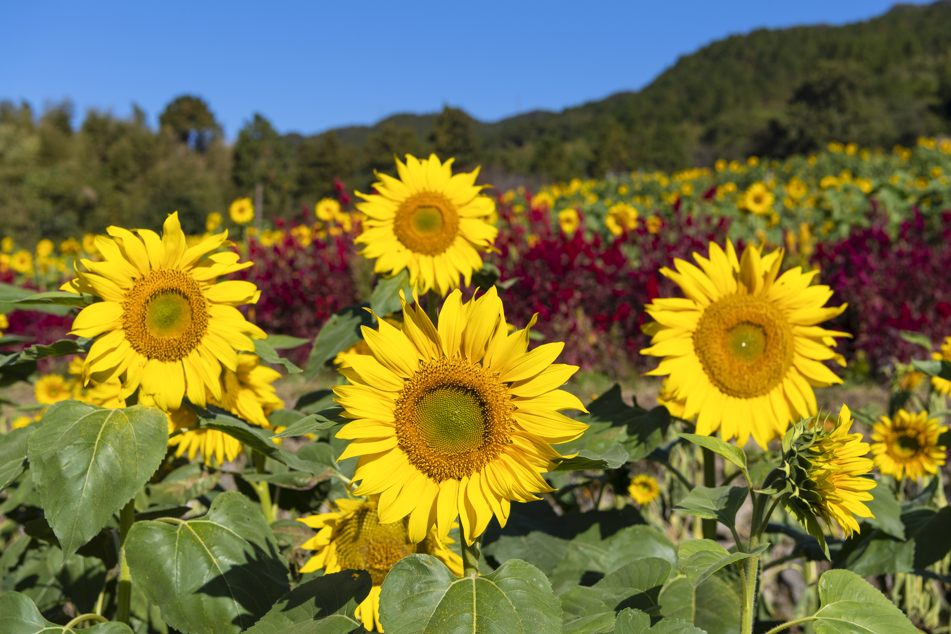 画像:山田ひまわり園の写真