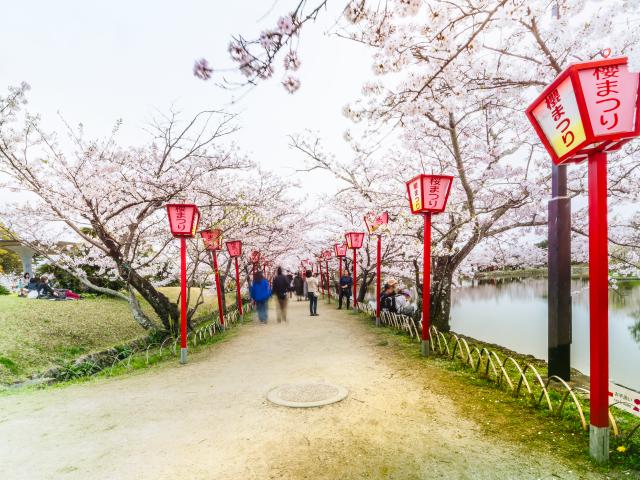 写真：小城公園(桜)