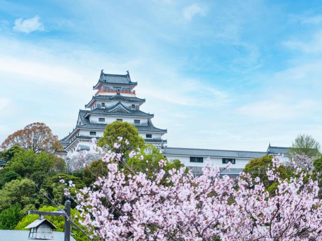 写真：唐津城（桜）