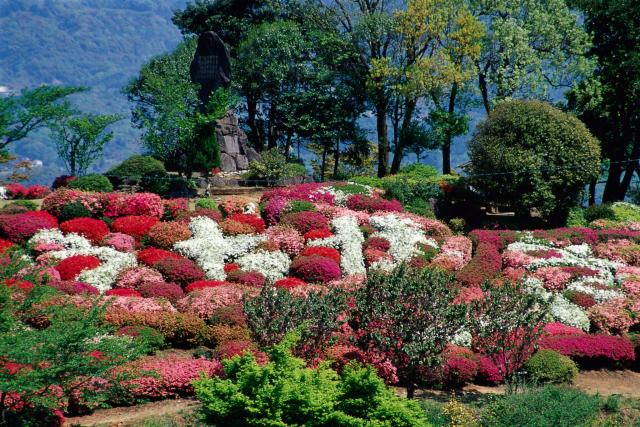 画像:歌垣公園のツツジの写真