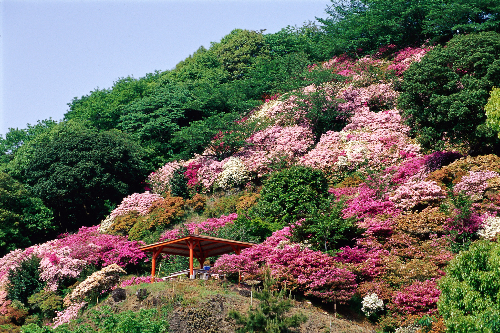 画像:祐徳稲荷神社のツツジの写真