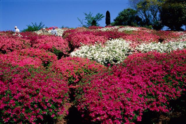 画像:歌垣公園のツツジの写真