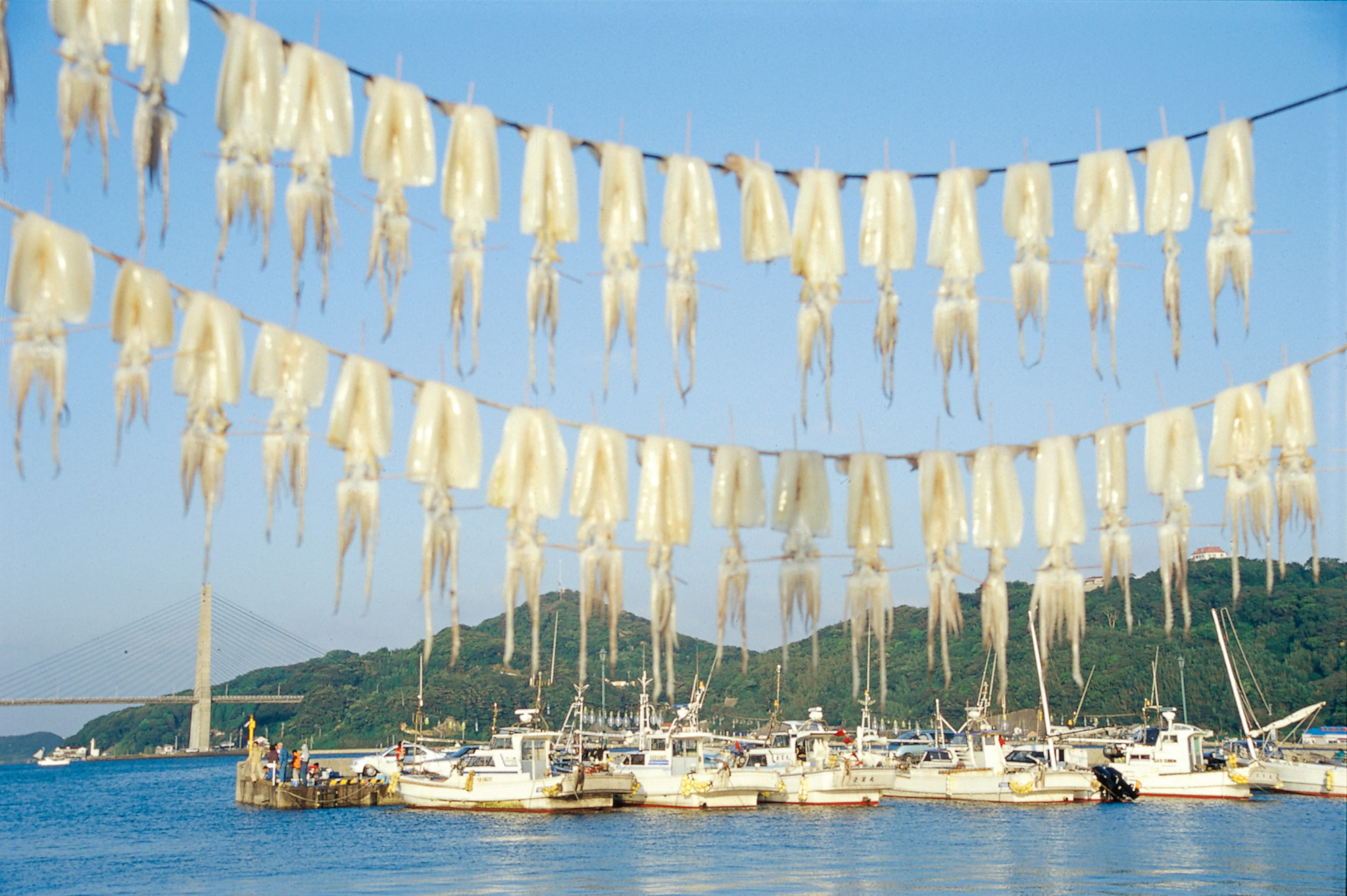 画像:イカの生干しの風景の写真