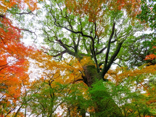 写真：仁比山神社