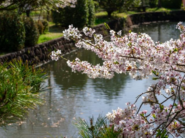 写真：旭ヶ岡公園(桜)