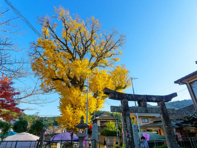 写真：有田の大公孫樹