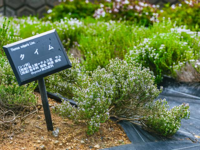 写真：玄海町薬用植物栽培研究所