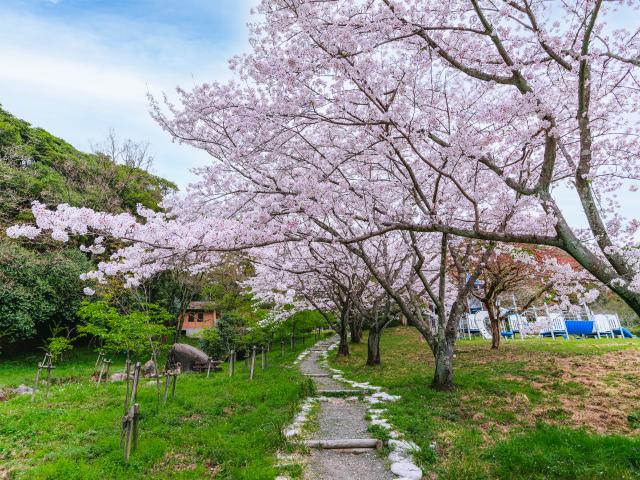 写真：金立公園(桜)