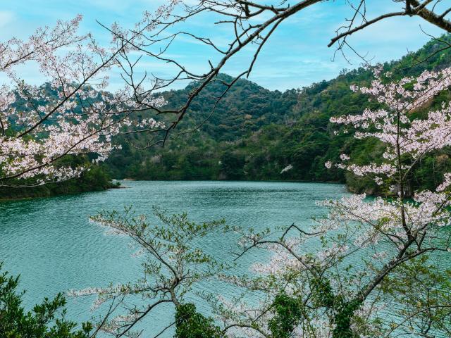 写真：有田ダム（桜）