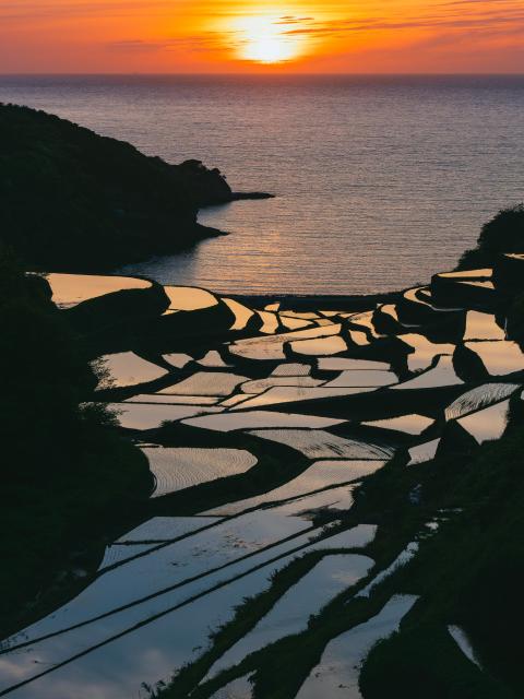 写真：浜野浦の棚田