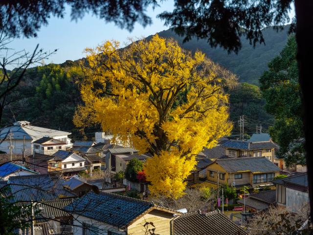 写真：有田の大公孫樹