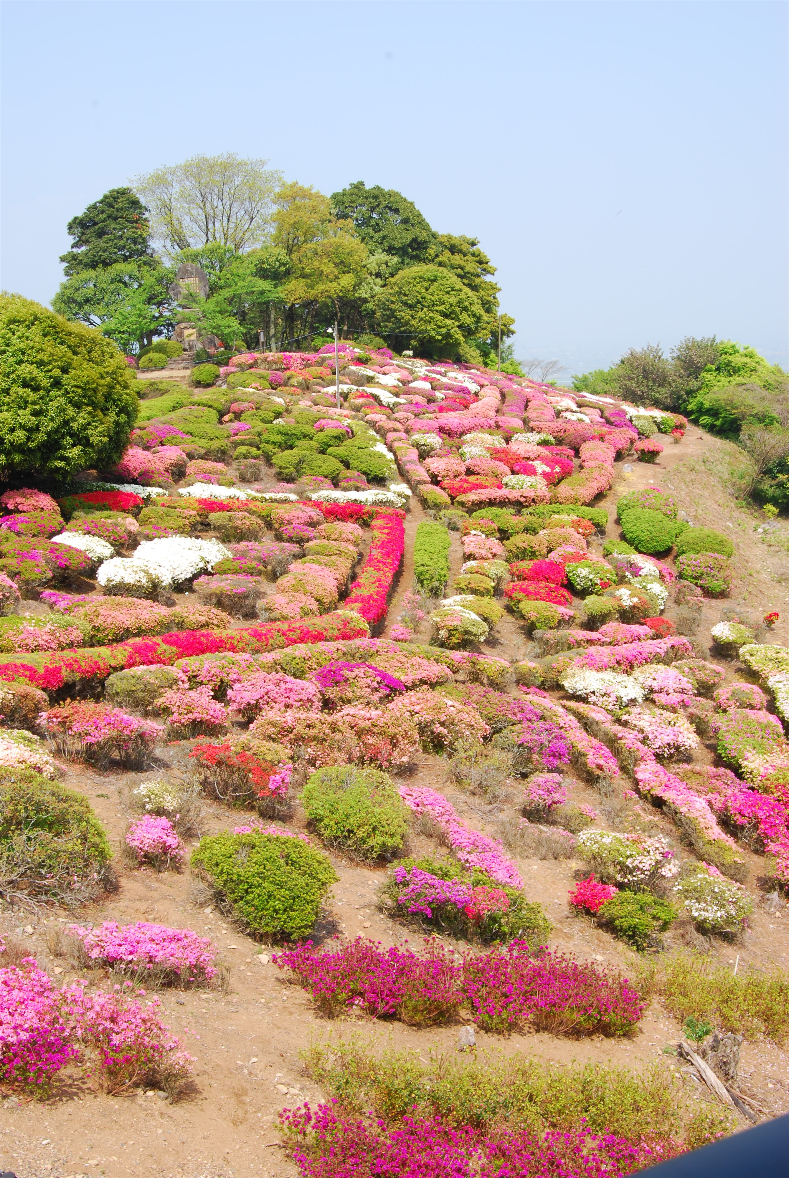 画像:歌垣公園のつつじの写真