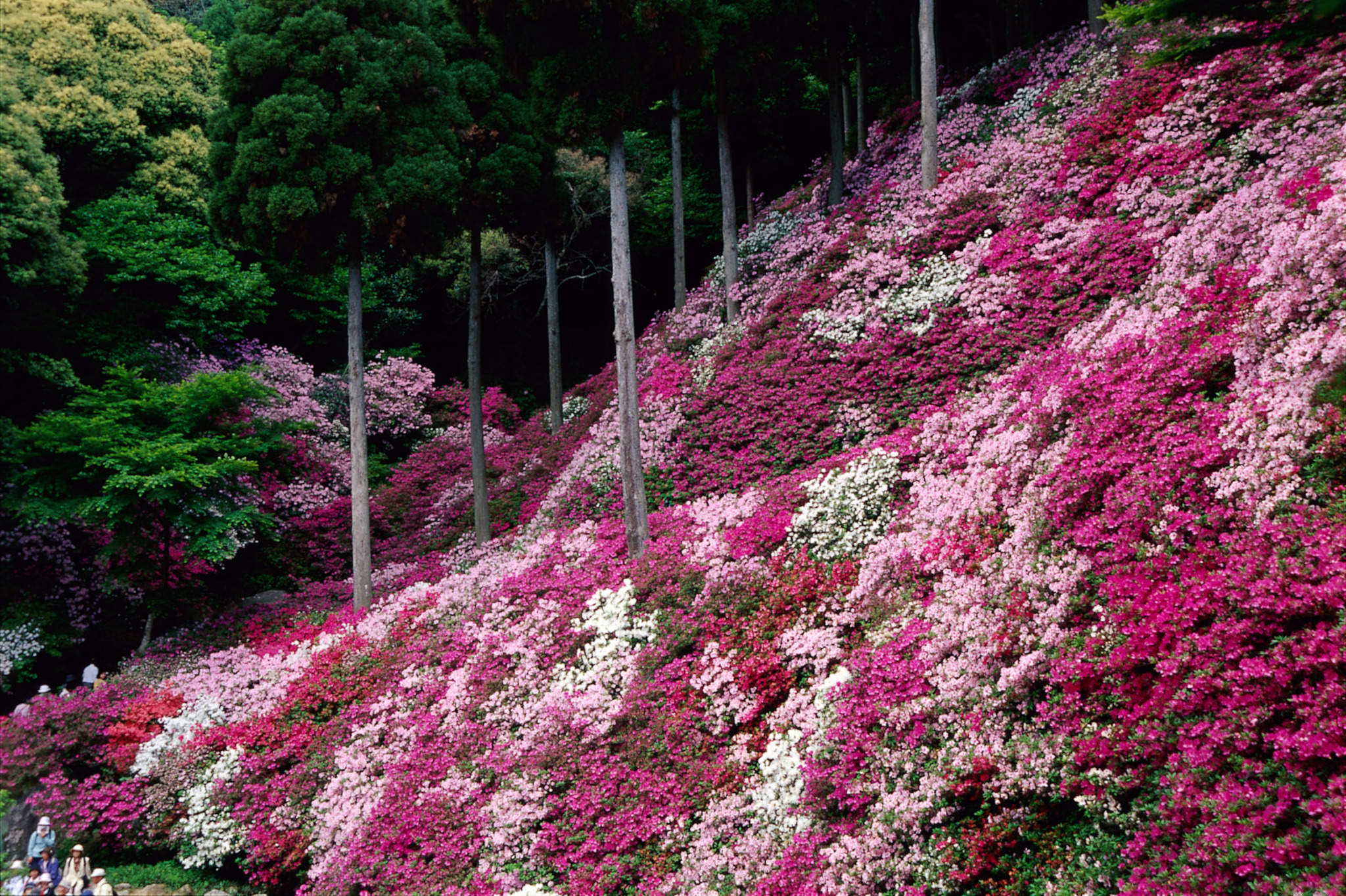 画像:大興善寺のツツジの写真