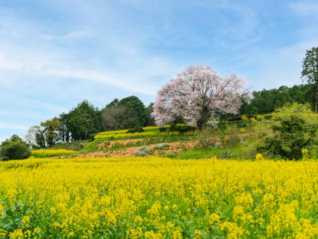 写真：馬場の山桜