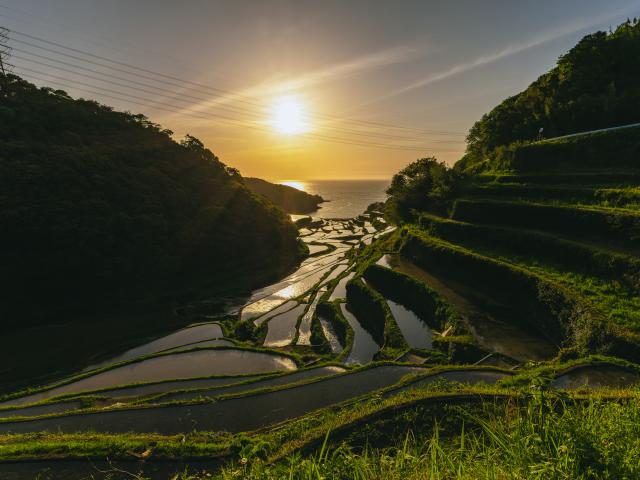 写真：浜野浦の棚田