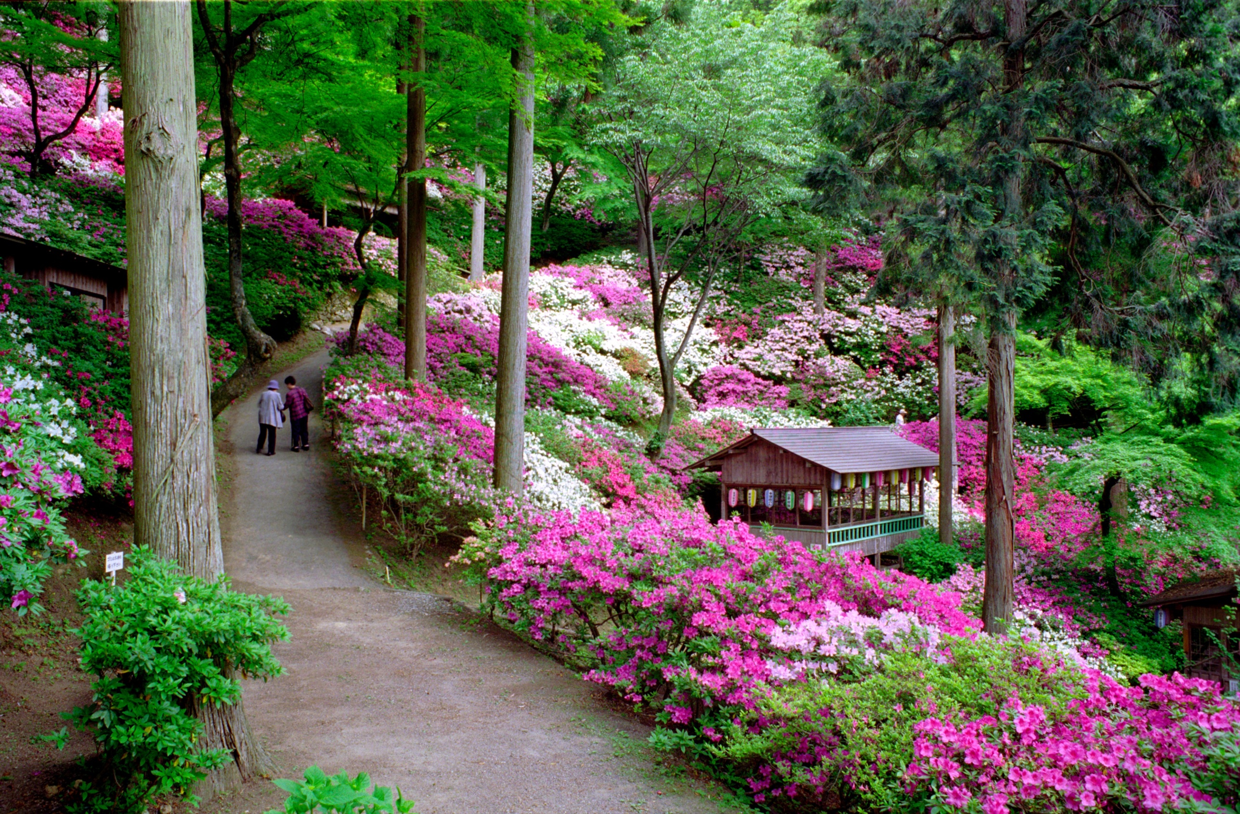 画像:大興善寺のつつじの写真